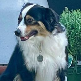 Miniature American Shepherds from Come See, Come Sigh