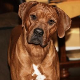 Rhodesian Ridgeback All Grown Up from Cape Ridge Rhodesian Ridgebacks