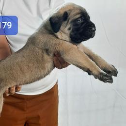 AKC PUP 179 - Fawn male Mastiff puppy in Ava, Missouri from Ozark Mountain Mastiffs