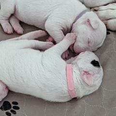 Dogo Argentino Puppies from Fates Legacy Kennels