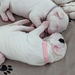 Dogo Argentino Puppies from Fates Legacy Kennels