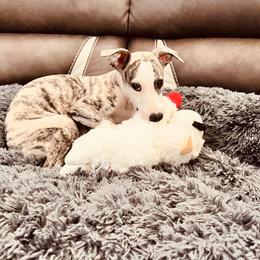 Whippet Puppies from Smithfield Park