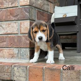 Calli - Black tan and white female Beagle puppy in Mansfield, Missouri from Rippee Creek Kennel