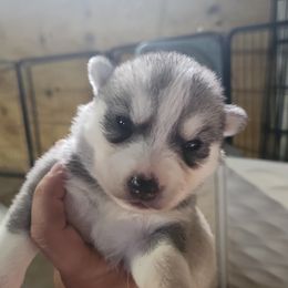 Siberian Husky Puppies from Spirit of the Moon Siberians
