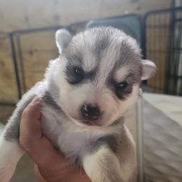 Siberian Husky Puppies from Spirit of the Moon Siberians