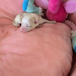 Chihuahua Puppies from Pampered Chihuahuas