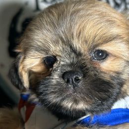 Boy 2 - Brindle male Shih Tzu puppy in Marion County, Tennessee from Jenkins Puppy Paradise
