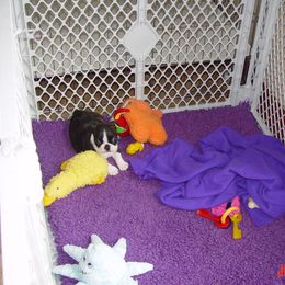 Boston Terrier Puppies from Achates Bostons