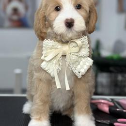 Pink-nellie - Red female Bernedoodle puppy in Yuciapa, California from AlltheDoodlez_