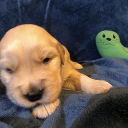 Boy 4 - Golden Retriever puppy in Lexington, Kentucky from ShimGold Golden Retrievers