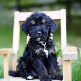 Gray collar - Phantom male Bernedoodle puppy in Spokane, Washington from Doodle Love