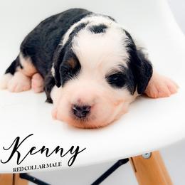 Kenny - Tri-color male Bernedoodle puppy in Tipton, Indiana from Country Creek Doodles