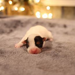 Fletcher - Tri-color male Jack Russell Terrier puppy in West Bend, Iowa from Blue Skies Terriers