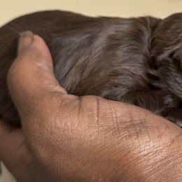 Maltese, Pomeranian, Shih Tzu, and Yorkshire Terrier Puppies from Gibbs Gorgeous Paws LLC