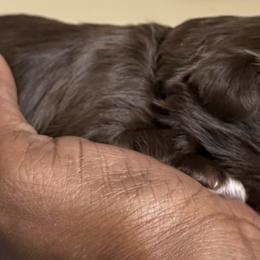 Maltese, Pomeranian, Shih Tzu, and Yorkshire Terrier Puppies from Gibbs Gorgeous Paws LLC