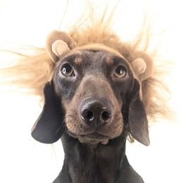 Bodhi - Dachshund