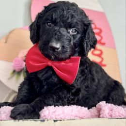 Gray - Black male Goldendoodle puppy in Hesperia, Michigan from Red Acres Poodles & Doodles