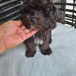 Companion Cross Puppies from Marcia Hamlet