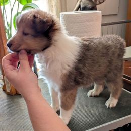 Puppy 1 - Sable and white male Shetland Sheepdog puppy in Roanoke, Virginia from Romestar performance K9