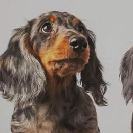 Cardigan Welsh Corgis and Dachshunds from The Corgdachsunds
