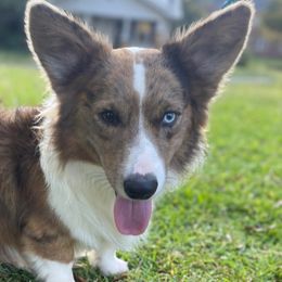 Tobi - American Corgi