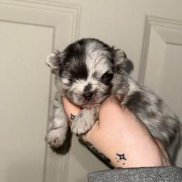 Charlie - Blue merle male Pomeranian puppy in Lanett, Alabama from H.P.P