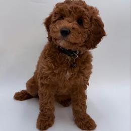 Girl 4 - Red  female Goldendoodle puppy in Sacramento, California from Goldendoodlesca