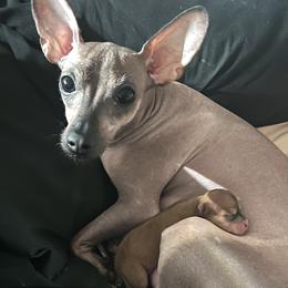 Chika - French Bulldog