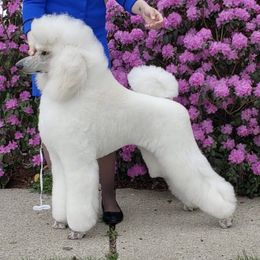 Poodles from Kaitlynn's Poodle Pups