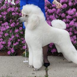 Poodles from Kaitlynn's Poodle Pups