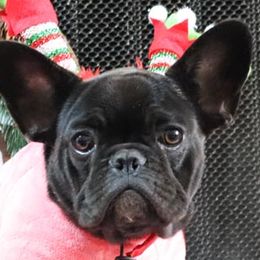 Mulan - Brindle and white French Bulldog puppy in Lawrenceville, Georgia from Frenchie Nation LLC