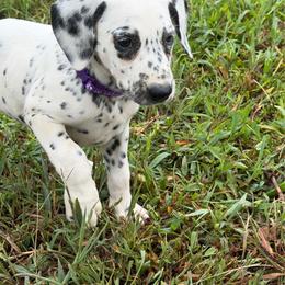 DEAF - siren - LUA - White and black female Dalmatian puppy in Sedalia, Missouri from Missouri Dalmatians