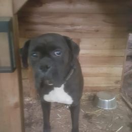 Boxer Puppies from Clydesflashyboxers
