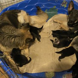 German Shepherd Puppies from Rachelle's Pups