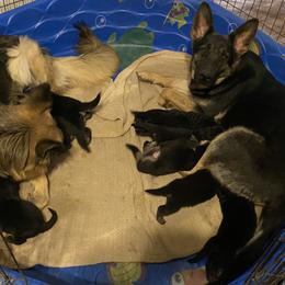German Shepherd Puppies from Rachelle's Pups