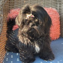 Shih Tzu All Grown Up from Be Dazzled Shihtzu