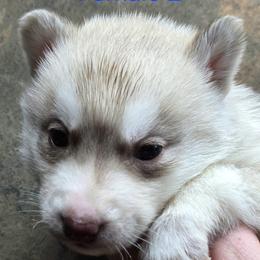 Female 2 - Red and white female Siberian Husky puppy in Carnesville, Georgia from Southern Magnolia Siberians