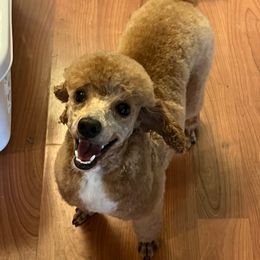 Copper - Poodle