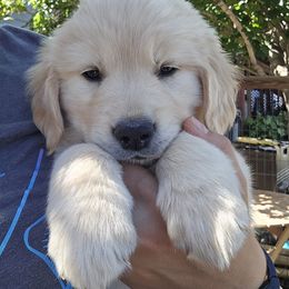 Golden Retriever Puppies from Sycamore Goldens