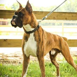 Rooster - Boxer