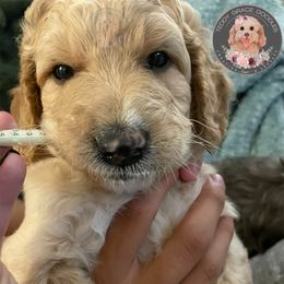 Goldendoodle Puppies from Teddy Grace Doodles