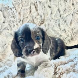 Belle - Dapple female Dachshund puppy in Casper, Wyoming from Daisy's Doxies