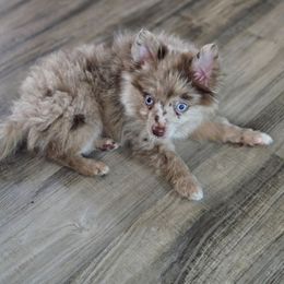 Marshmallow - Blue merle male Pomeranian puppy in Newport News, Virginia from Itty Bitty Poms