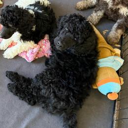 Blue boy - Blue male Poodle puppy in Wentworth, South Dakota from PaintersPreciousPoodles