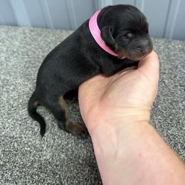 Pink - Black and rust female Beauceron puppy in Floyd’s Knobs, Indiana from Birdwing Beaucerons