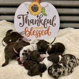 Cavalier King Charles Spaniel, Cavapoo, and Poodle Puppies from Loblolly Ranch