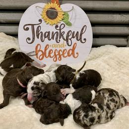 Cavalier King Charles Spaniel, Cavapoo, and Poodle Puppies from Loblolly Ranch