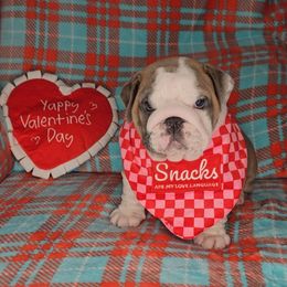 Bulldog Puppies from Illinois Bullies Kennel