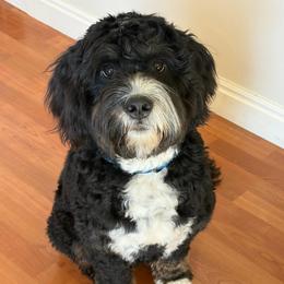 Gancho - Bernedoodle