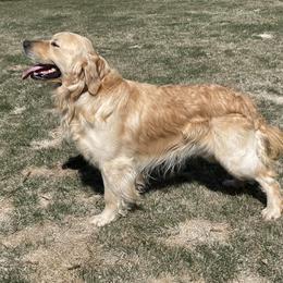 Chevy - Golden Retriever